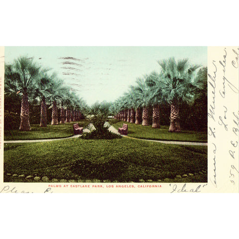 Vintage Postcard - Palms at Eastlake Park - Los Angeles,California