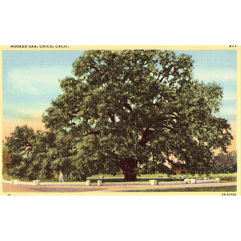 Linen Postcard - Hooker Oak - Chico, California