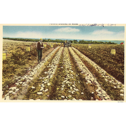 Linen Postcard - Potato Digging in Maine