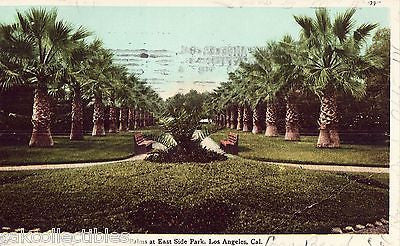 Palms at East Side Park-Los Angeles,California 1905 - Cakcollectibles