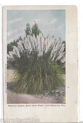 Pampas Grass,East Side Park-Los Angeles,California UDB - Cakcollectibles