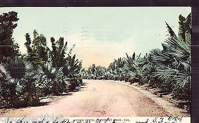 Palm Drive-Piedmont Park,California 1908 - Cakcollectibles