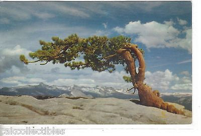 Jeffrey Pine,Sentinel Domw-California - Cakcollectibles