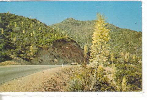 Mt. Wilson Skyline Park, California - Cakcollectibles